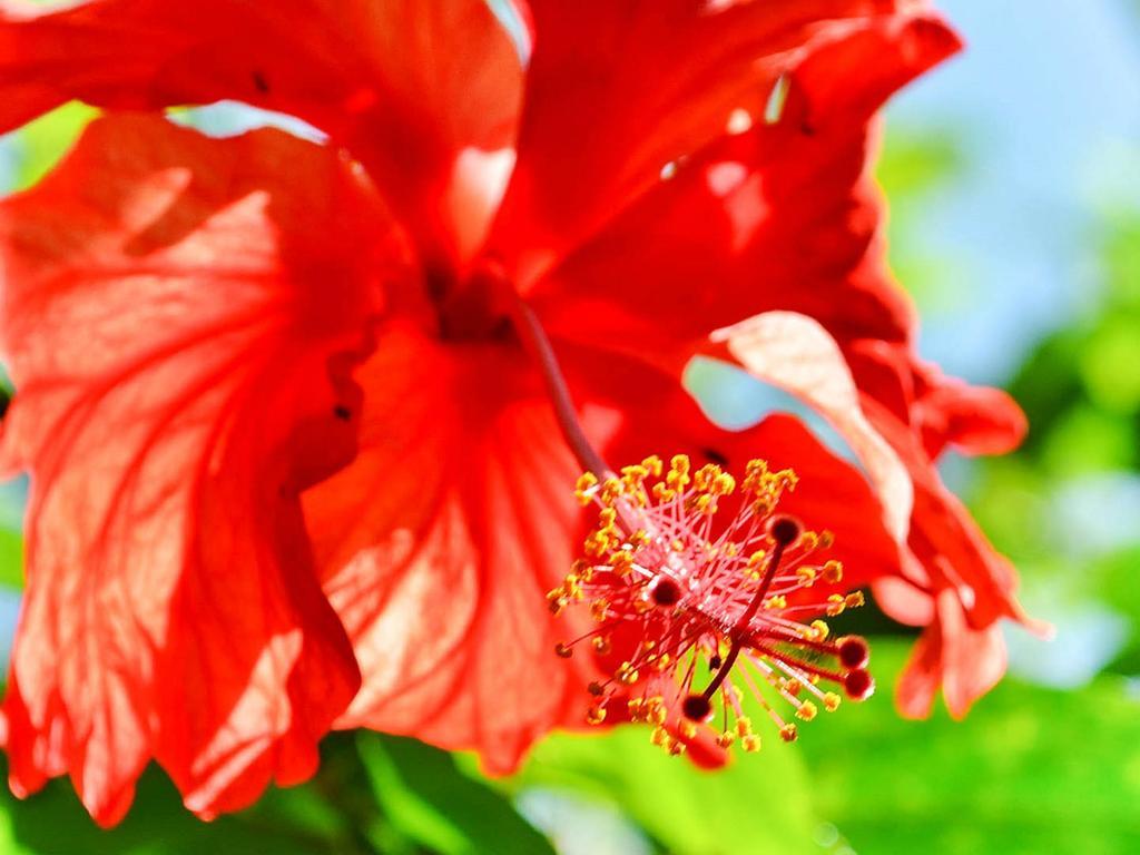 Caribe Town Bungalows Puerto Viejo de Talamanca المظهر الخارجي الصورة